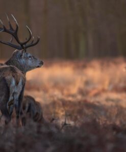 Fototapeta Hrdé parohy