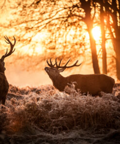 Fototapeta Jelen V Ranním Slunci