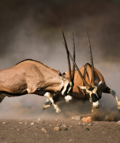 Fototapeta Boj s gazelami