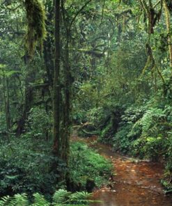 Fototapeta Džungle V Kapkách Deště