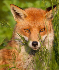 Fototapeta Pohled Red Fox