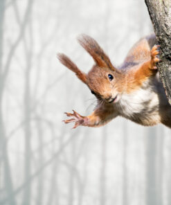 Fototapeta Zvědavá Veverka Na Stromě