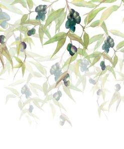 Fototapeta Olivová ratolest