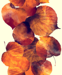 Fototapeta Podzimní listí