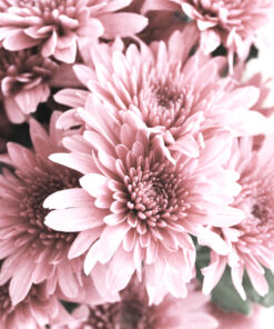 Fototapeta Růžové květy