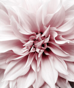 Fototapeta Růžový květ