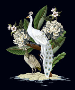 Fototapeta Páv V černém