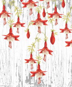 Fototapeta Bílé A červené Visící Květiny