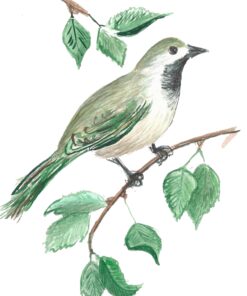 Fototapeta Zelený pták