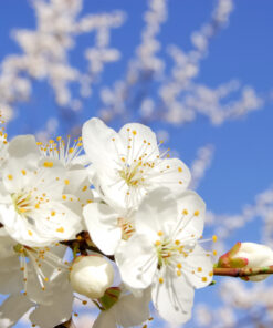 Fototapeta Kvetoucí Květiny
