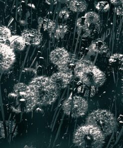 Fototapeta Pampelišky Ve Tmě