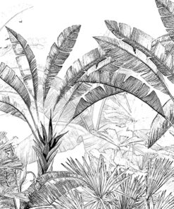 Fototapeta Banánovníky černé a bílé