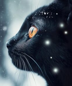 Fototapeta Černá kočka