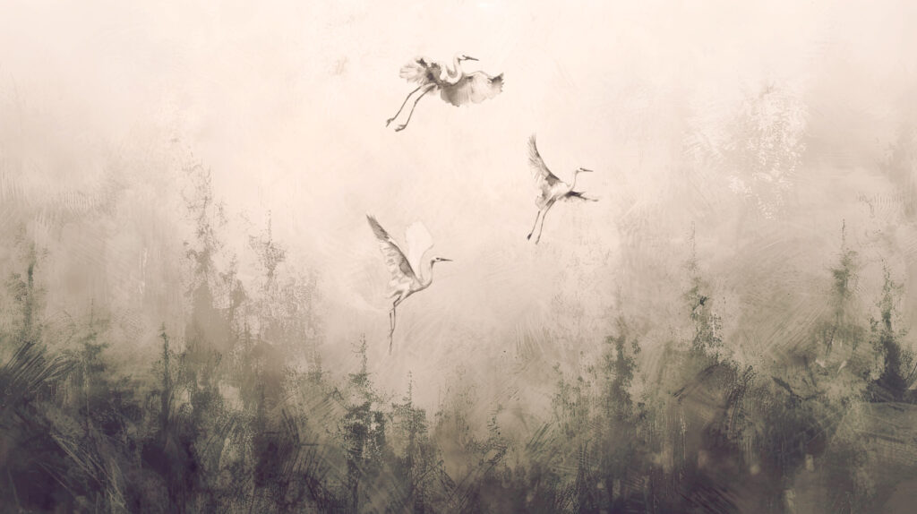 Fototapeta Majestátní ptáci za letu