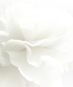 Fototapeta Bílý květ