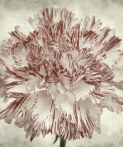 Fototapeta Hnědý karafiát