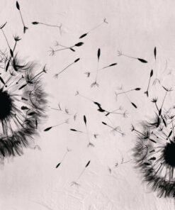 Fototapeta Černé pampelišky