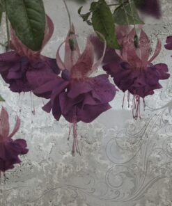 Fototapeta Fialové květy