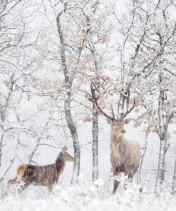 Fototapeta Jelen v Bílém lese