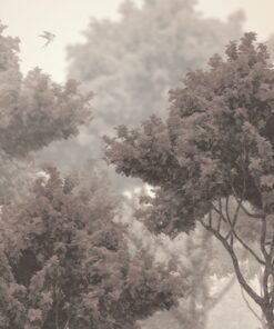 Fototapeta Koruny stromů