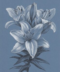 Fototapeta Lilie květ v modré