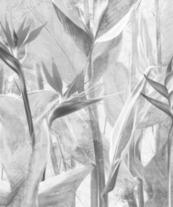 Fototapeta Monochromatické květy strelicie