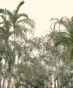 Fototapeta Úzkolisté palmy