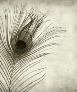 Fototapeta Páv v šedém