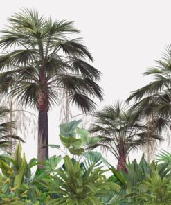 Fototapeta Vzrostlé palmy