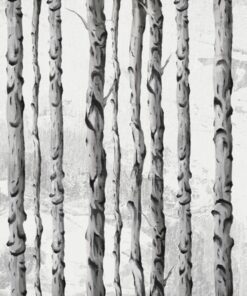 Fototapeta Řada březových kmenů