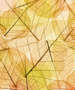 Fototapeta Zeď barevných listů