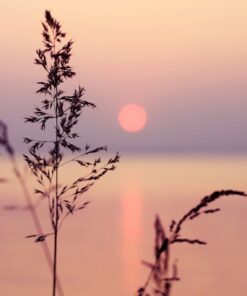 Fototapeta Tráva v zapadajícím slunci