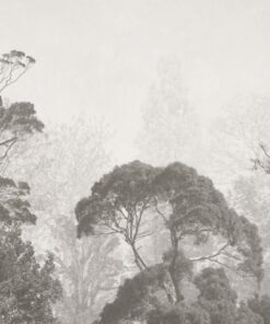 Fototapeta Exotické koruny stromů v mlze