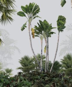 Fototapeta Tropická zeleň a mlha