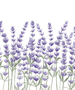 Fototapeta Levandulové květy