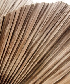 Fototapeta Sušené vějíře přírody