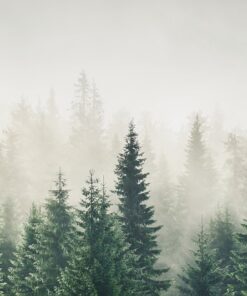 Fototapeta Tajemný les