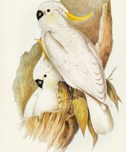 Fototapeta Hrdličky