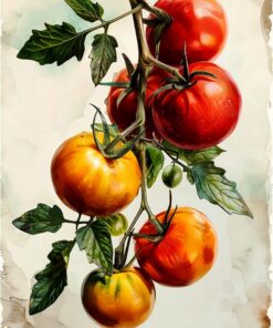 Fototapeta Zralá rajčata na větvi