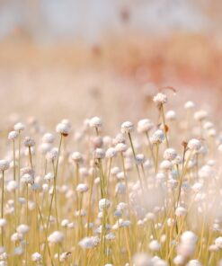 Fototapeta Květinový sen