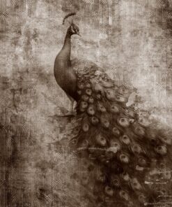 Fototapeta Vintage páv