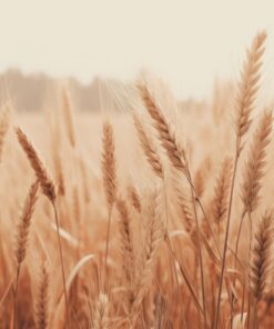 Fototapeta Podzimní šepot zrní