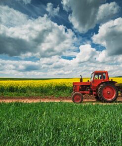 Fototapeta V srdci pole