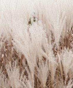 Fototapeta Vzdušné pera