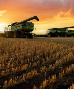 Fototapeta Zlatá sklizeň