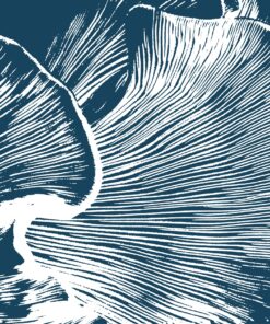 Fototapeta Koruna přírody