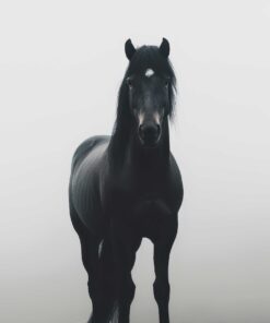 Fototapeta Černý kůň