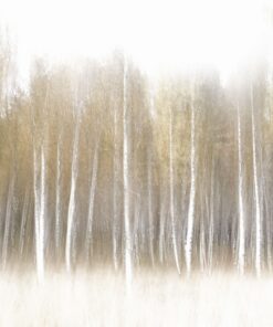 Fototapeta Lesní záře