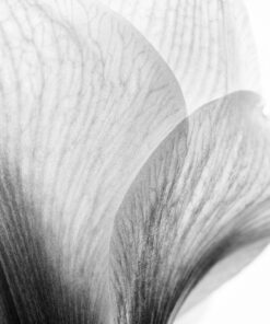 Fototapeta Tajemství okvětního lístku