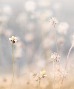 Fototapeta Šepot louky